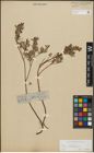 Foto von Salix repens subsp. incubacea (L.) A. Neumann